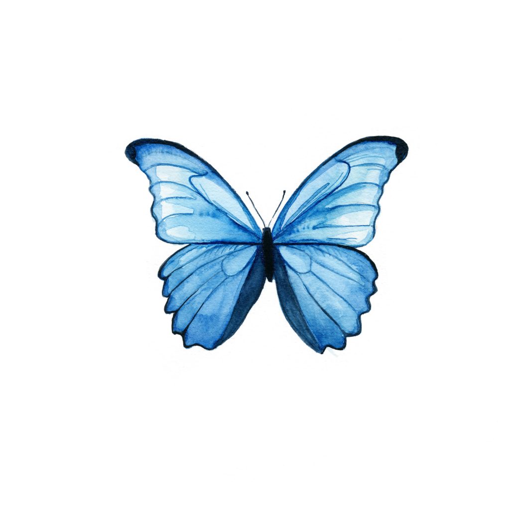 Morpho portis Butterfly