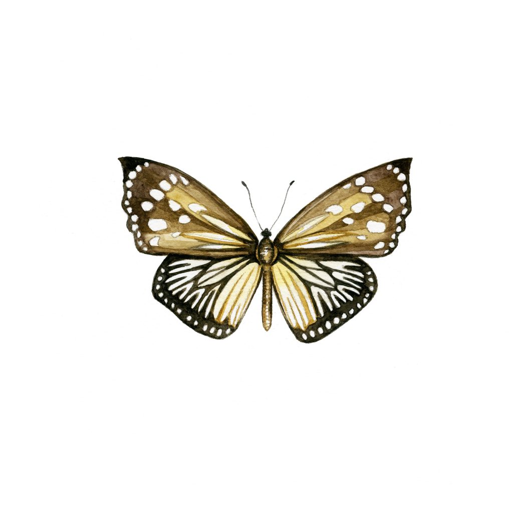 Castalia chandra butterfly