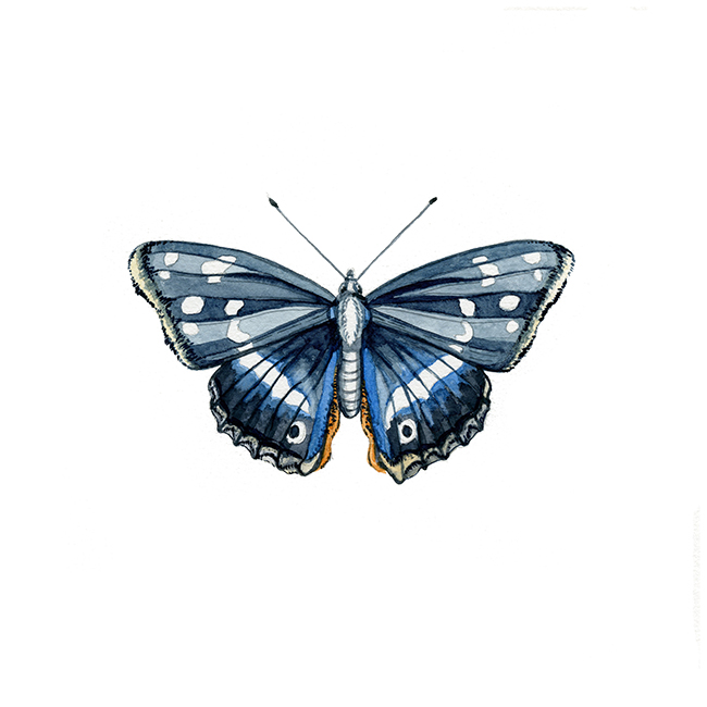 butterfly print by Olivia Linn, watercolor butterfly painting